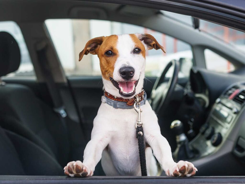 Pet Relocation